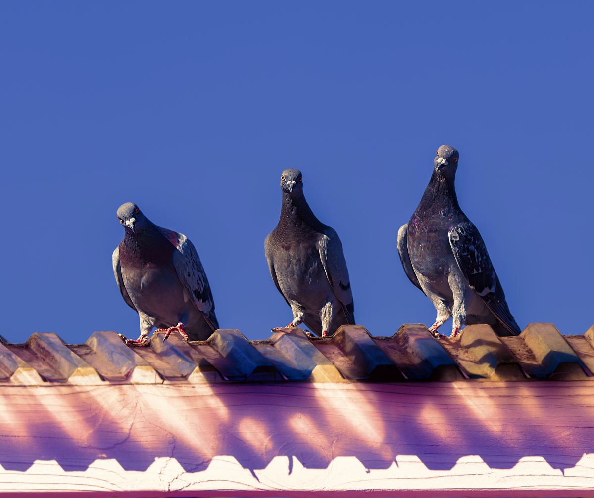 entreprise lutte anti pigeon